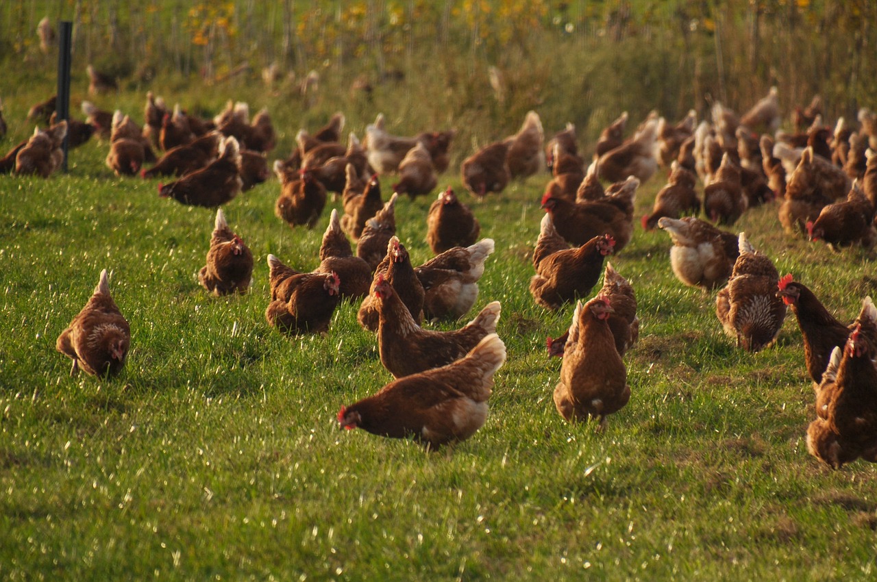 poulet